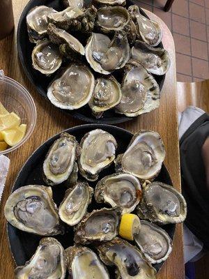 Fresh shucked Raw Oysters