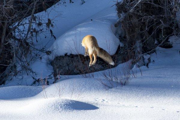 Red fox hunting a vole