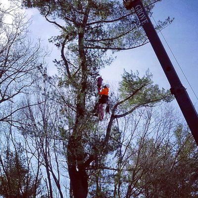 Safely removing a pine tree with a crane due to the location and height of the tree it was the safest way to remove it!!