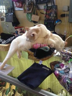 The adoptable store cats make excellent shopping assistants!