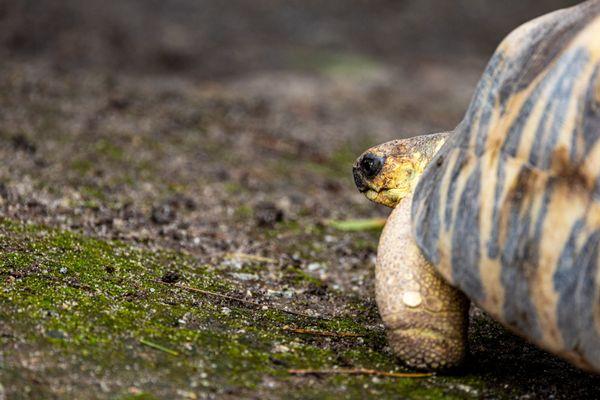 Charles Paddock Zoo