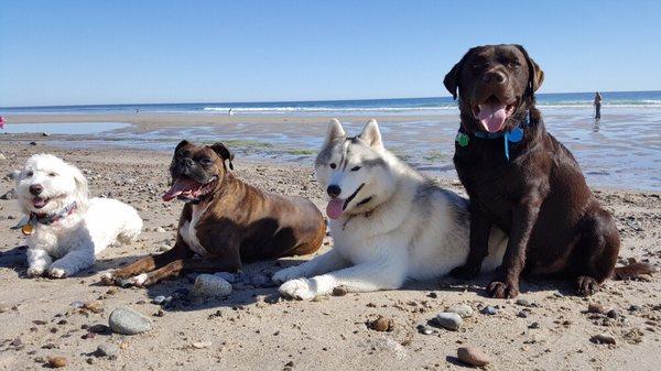 Daily Dog Off Leash Trained Graduates.