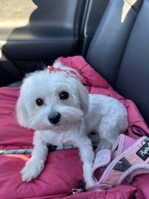 My little Maltese Mochi had a pup cut here