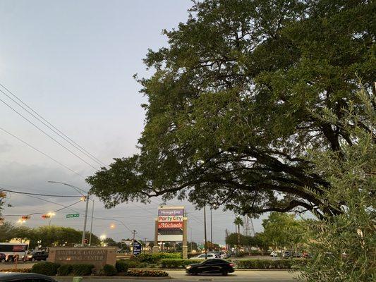 Beautiful trees facing Bay Area Blvd