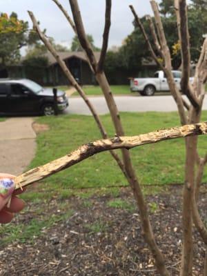 Crepe Myrtle Murder