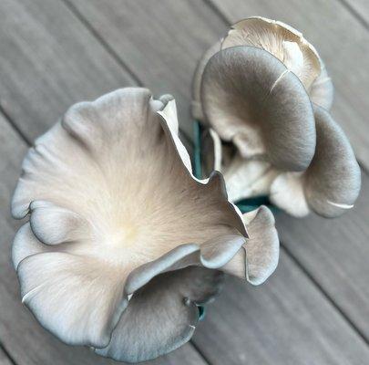 Oyster Mushrooms