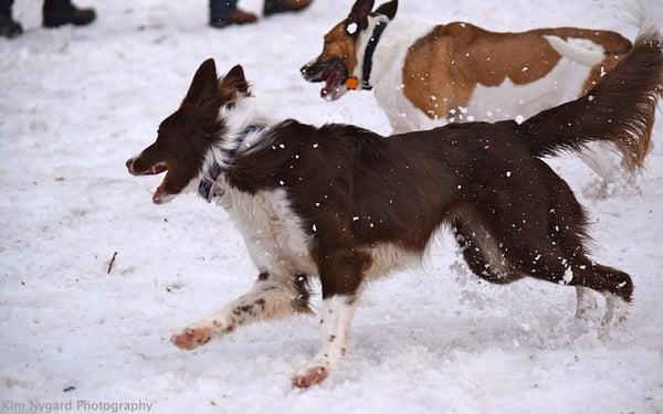 Good Dog Academy & Daycare