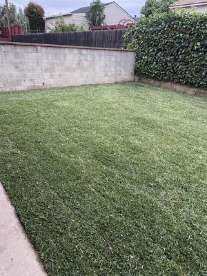 My new grass in the backyard.