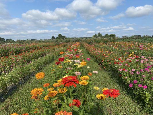 Beautiful flowers field on Jun 30, 2021