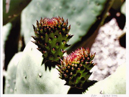 Hendel's Beautiful Cactus Garden