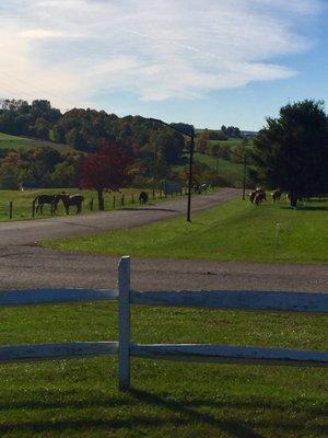 Horses practically greet you as you drive in.