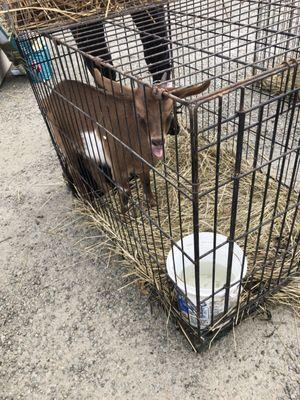 A goat for sale