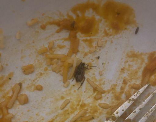 Bug in the chicken tikka masala