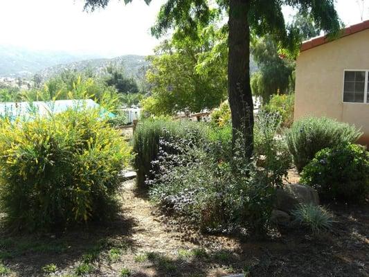 All Landscaping using shrubs and cactus purchased at Wally's World, El cajon, CA. Designed by Kathleen Lange