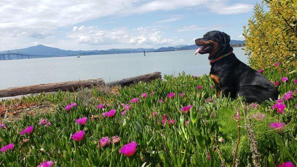 My gal enjoying some time in the flowers.