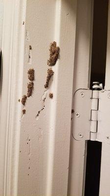 Mud tubes are a telltale sign of a termite infestation. Give us a call for a FREE evaluation!