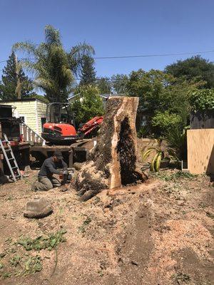 Cutting the final pieces of hollowed out dead trunk