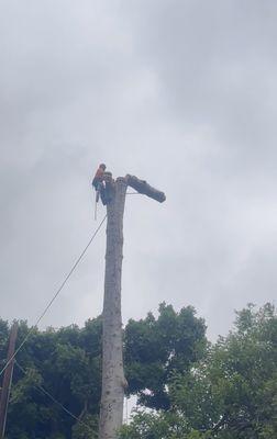 Tree removal