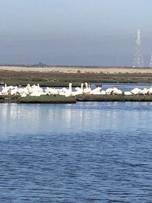 Pelicans! BIRD WATCHING @Baylands Nature Preserve Palo Alto CA Sat 11/27/21