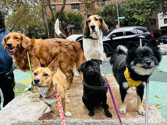 Fun pack walk in Downtown Brooklyn!