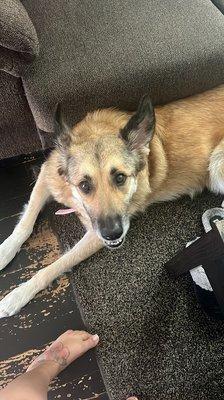 Mari our the happiest patient at Primary Care Animal Hospital Bixby Knolls on Wardlow in Long Beach, CA.