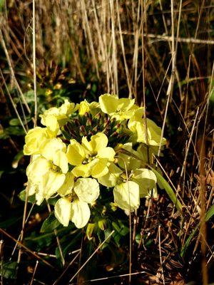 Wildflowers on Headlands Trail