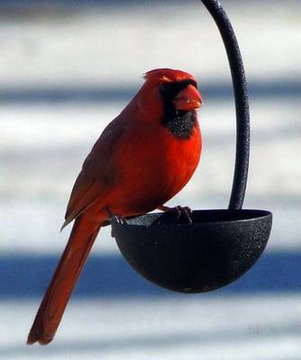 This is in my front yard, thanks to the seed bowl and seed I picked up at Wild Birds Unlimited in Rogers :D