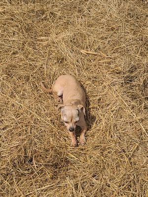 This is my dog she loves the grass.