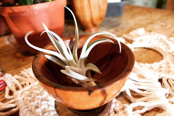 Tillandsias & catchall open vessel by lathe artist Richard Trujillo