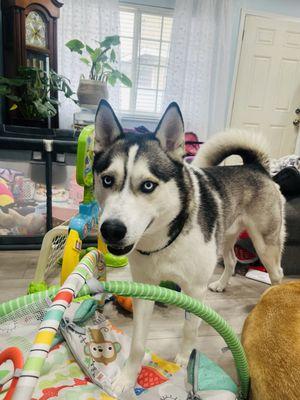 My handsome fur baby after his bath.