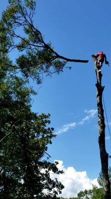 Fransisco's tree removal