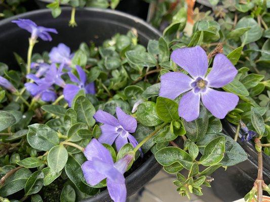 Periwinkle Vinca Minor