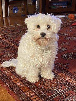 Phoebe before professional grooming - sporting her winter mop and looking not at all schnauzer-like