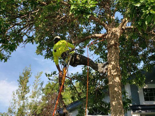 Dylan tree climbing and pruning