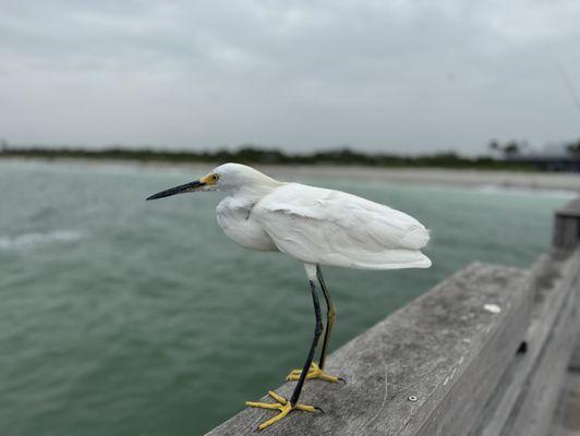 Birds on the pier outside the restaurant.