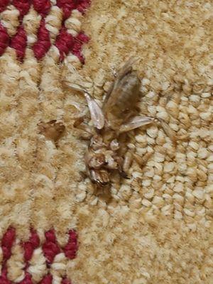 Very large dead bug on already dirty carpet.  Because of the way it is falling apart you can tell it has been there a long  time.