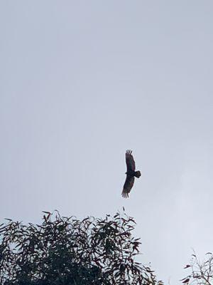 Hawk sighting on walk