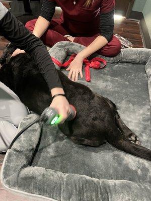 Getting a little laser therapy.