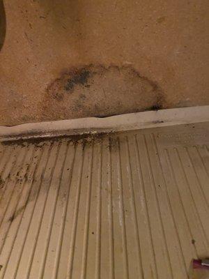 Mold/water damage