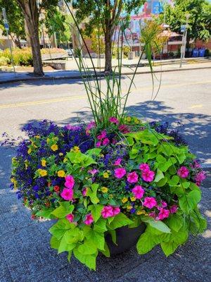 Beautiful flower pot near Bergen Place in Ballard (7/4/24)