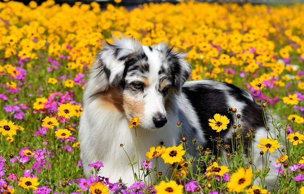 Falla in a field of Florida flowers 2018