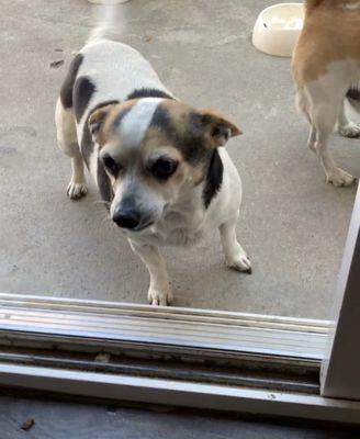 Missing dog "Roe," near Fullerton Costco