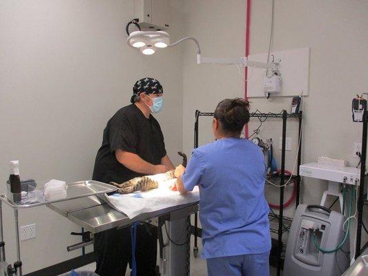 A cat on the surgery table