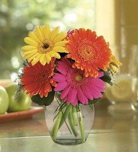 Gerber Daisies