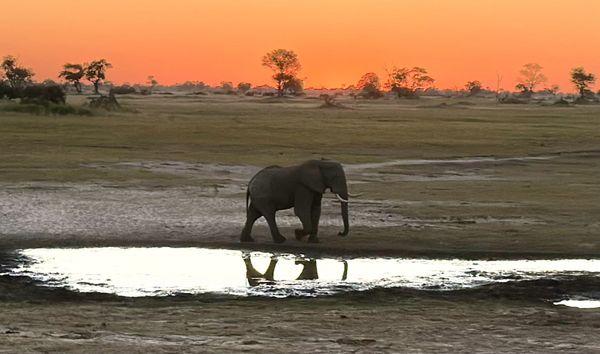 Elephant walking at sunset