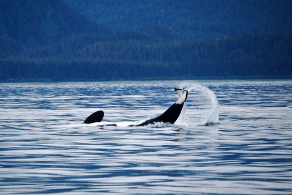 Killer Whale playing and tail slapping.