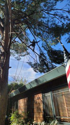 Owner Oscar high up on a limb balancing act