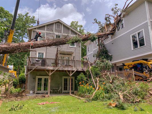 Pine Removal