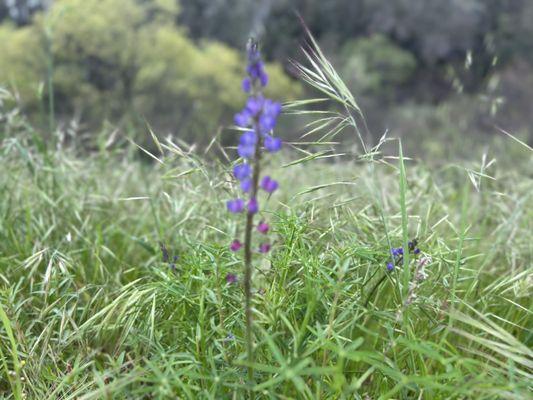 Beautiful wild flowers