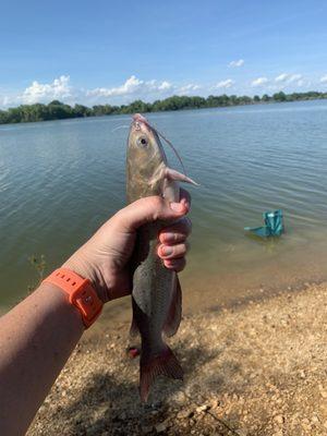 Catfish caught while "chair fishing"  water doesn't drop off, it's a steady slope.